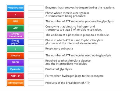 Glycolysis