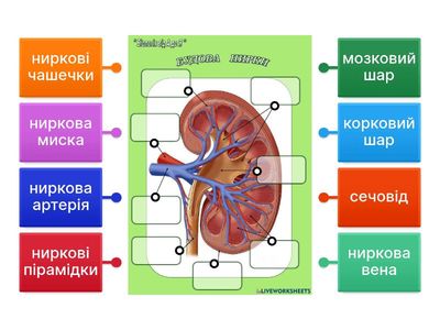Будова нирки
