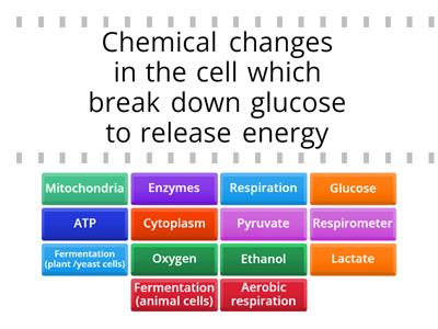 Cellular Respiration (all) find the match