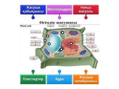 Томпақ әйелдердің жыныстық қатынасқа түскен суреттері