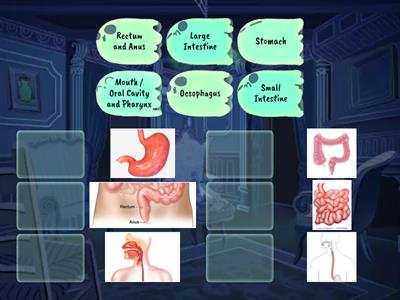 ALIMENTARY CANAL