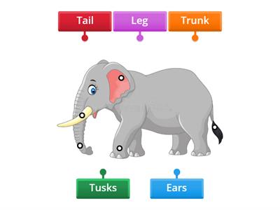 Body parts of an elephant 