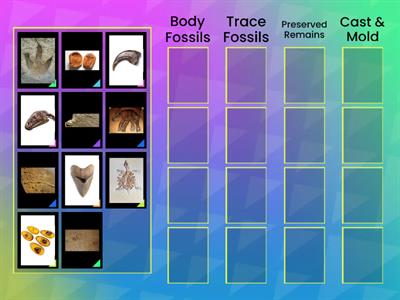 Types of Fossils