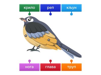 Делови тела птице