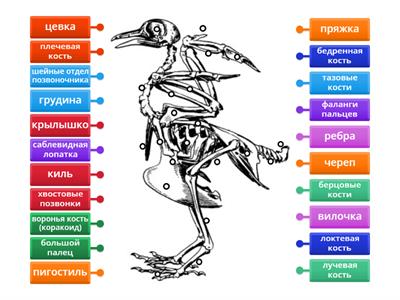 Скелет птицы