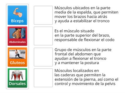 Emparejar cada músculos con su definición