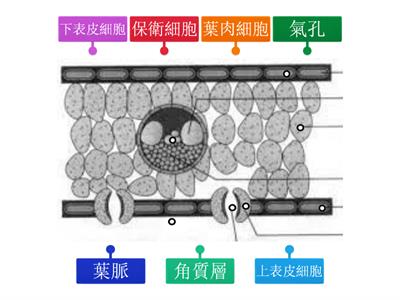 葉片構造