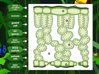 Cross Section of a Leaf