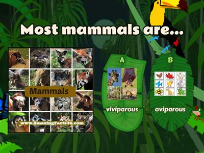 MAMMALS 4º SCIENCE