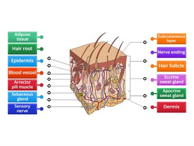 Skin structure diagram