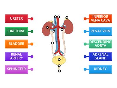 URINARY TRACT- ANATOMY