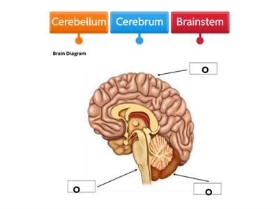 Brain Diagram