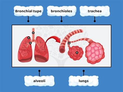 Gr10 HSA / LABEL THE PARTS OF RESPIRATORY SYSTEM