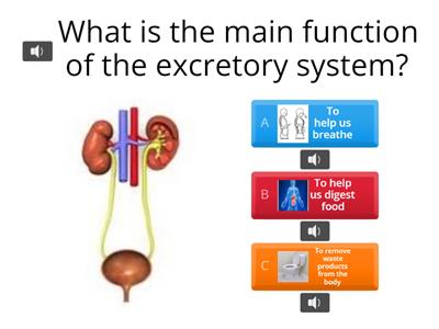 The Excretory System