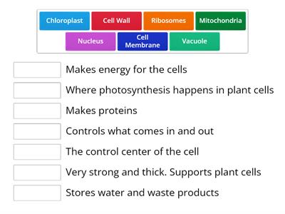 Organelles