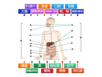 7上人體消化系統(康軒版)