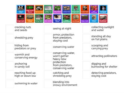 Animal & Plant Adaptations