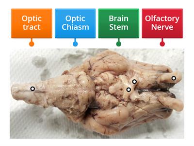 Sheep Brain Ventral