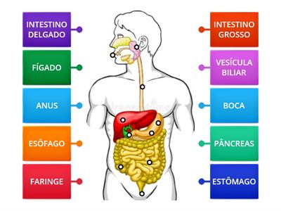 Sistema Digestório