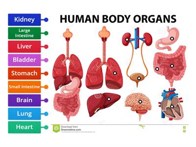 Body Organs