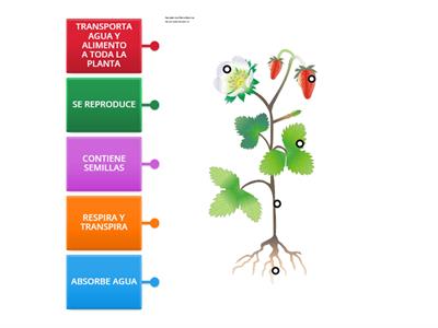 PARTES DE LA PLANTA 