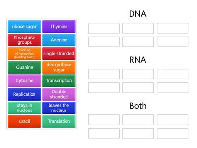 Compare/contrast DNA and RNA