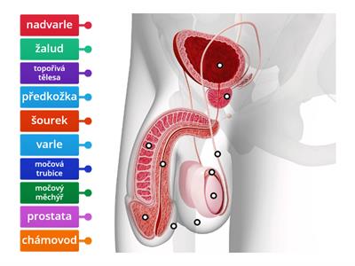 Pohlavní soustava - muž