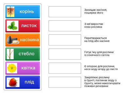 Функції органів рослини 