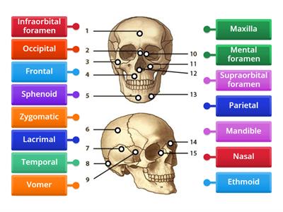 Bones of face