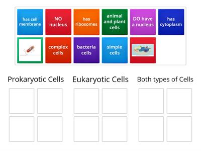 Prokaryotic vs Eukaryotic Cells