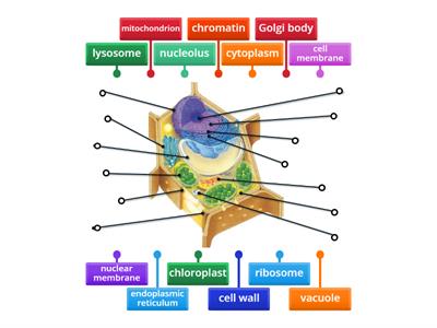 Label a plant cell