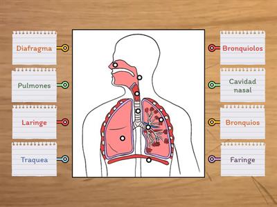 Sistema respiratorio