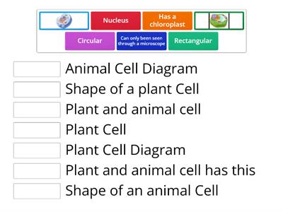 Cells