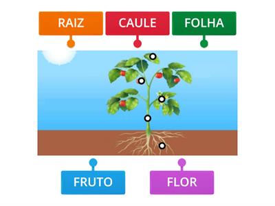 PARTES DAS PLANTAS 1