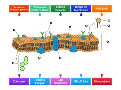 Espanol Cell Membrane Diagram