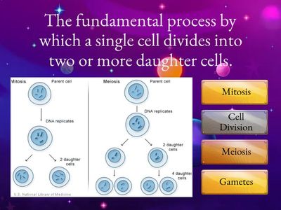 Cell division 