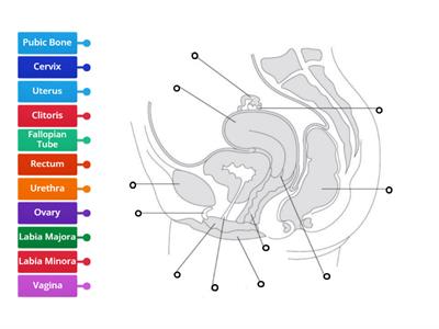 Female Reproductive System Diagram