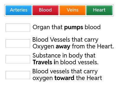 Circulatory System