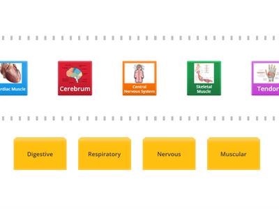 SCI 414 - Digestive, Respiratory, Nervous, Muscular System