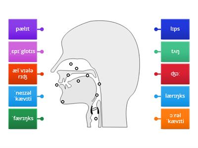 The Organs of Speech