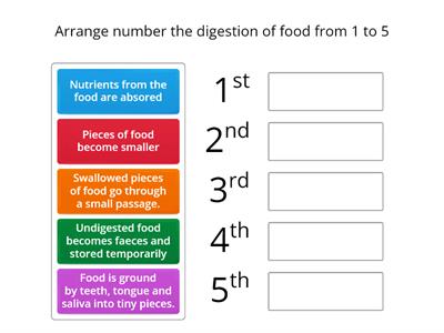 Food Digestion