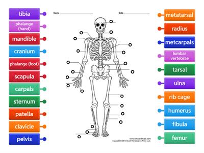 Skeletal System