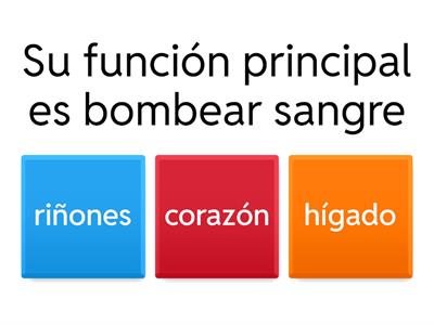  Organos del cuerpo humano ciencias naturales 