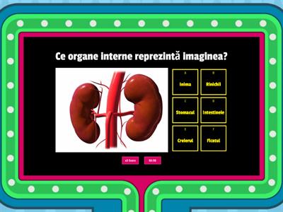 Organele interne