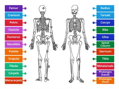 Skeletal System - Label the Prosterior Bones
