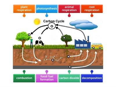  Carbon Cycle