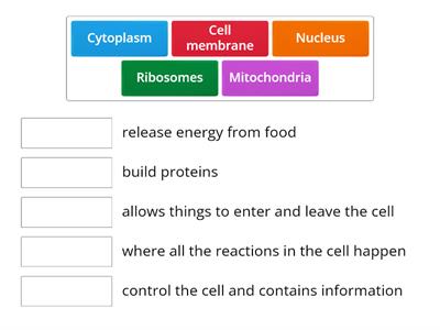 Animal cell organelles; Match up