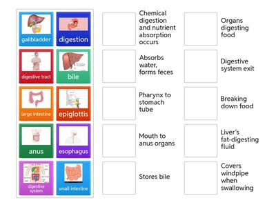 Digestive System Vocabulary