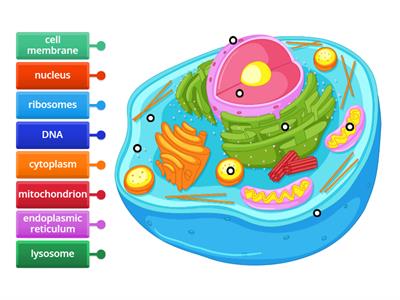 Label the Animal Cell