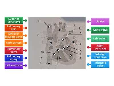 Structure of the Heart